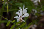 Carolina vetch